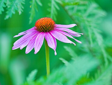 Coneflower