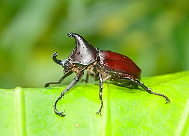 Rhinoceros Beetle