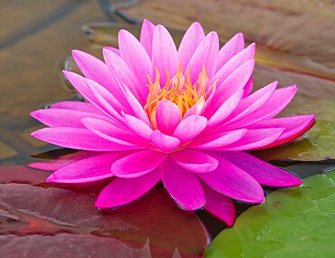 Waterlily Flower