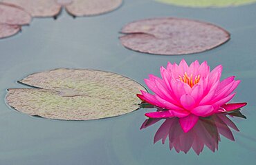 Waterlily Flower