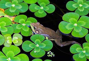 Green Frog