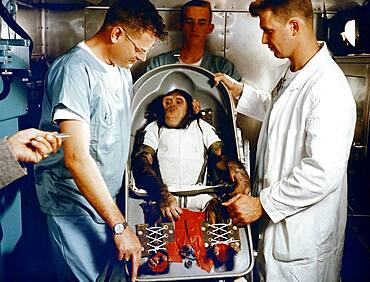 Ham, First Chimpanzee in Space, 1961