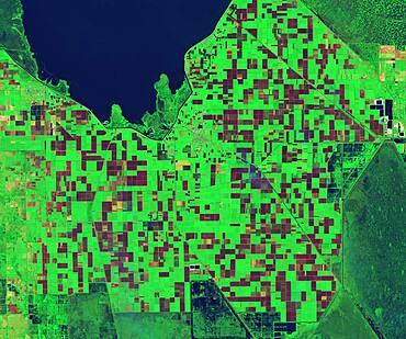 Sugarcane Fields, Controlled Burn, Infrared Satellite Image