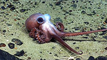 Octopus at Physalia Seamount