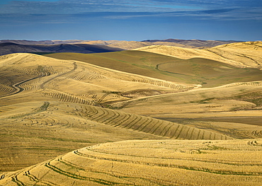 Harvested wheat field from crest of Miller Road; Walla Walla County, Washington.