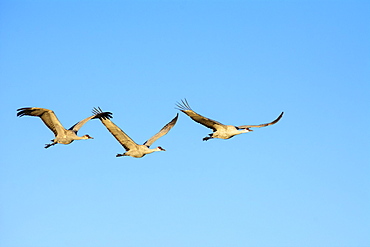 Sandhill Cranes in flight at Bosque del Apache National Wildlife Refuge, New Mexico.