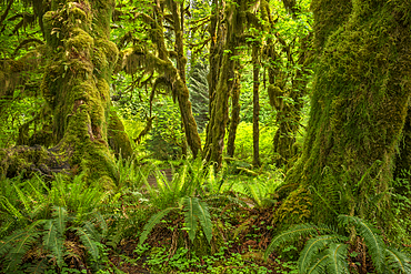 Ferns, mosses and Bigleaf maple trees, Hall of Mosses Trail, Hoh Rainforest, Olympic National Park, Washington.