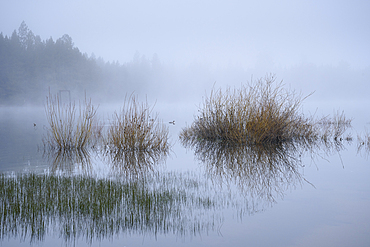 Grasses, Merganser, and morning fog on the lake at Crane Prairie Reservoir, Deschutes National Forest, Central Oregon.