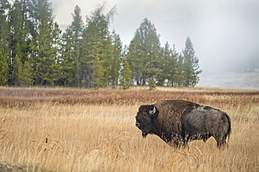 Bison at Upper Geyser Basin in Old Faithful, Yellowstone National Park, Wyoming.