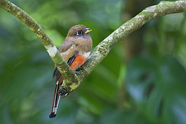 Female collared trogon (Trogon collaris) in Tobago Main Ridge Forest Reserve, a UNESCO World Heritage Site; Trinidad and Tobago.