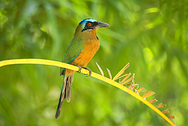 Trinidad Motmot, aka blue-crowned motmot; Arnos Vale region of Tobago island, Trinidad and Tobago.