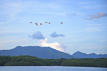 Scarlet Ibis flying into Caroni Swamp Bird Sanctuary on Trinidad island, Trinidad and Tobago.