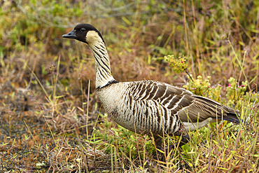 Nene or Hawaiian Goose; Kulanaokuaiki Campground, Hawaii Volcanoes National Park, Island of Hawaii.