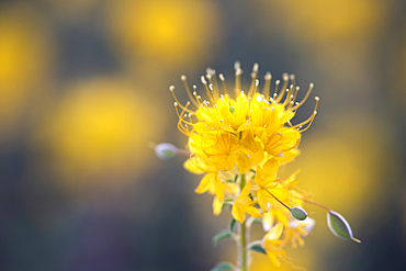 Golden Bee Plant (Cleome platycarpa) at Painted Hills, John Day Fossil Beds National Monument, Oregon.