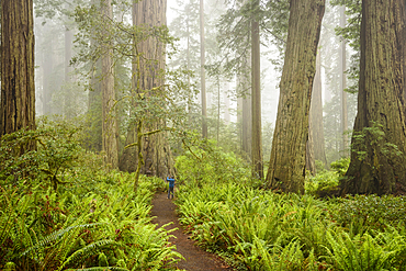 Visitor taking photo of redwood tree with cell phone in Lady Bird Johnson Grove, Redwoods National and State Parks, California.