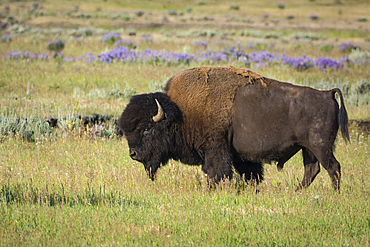 Bison in Lamar Valley, Yellowstone National Park, Wyoming.