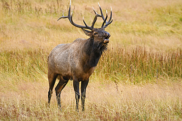 Bugling bull elk during the autumn rut; Yellowstone National Park, Wyoming, USA.