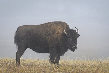 Bison in the fog. Fountain Flats, Yellowstone National Park, Wyoming.