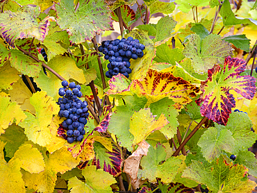 Pinot Noir wine grapes left on vine after harvest; Ardiri Winery and Vineyards, Tualatin Valley, Oregon.