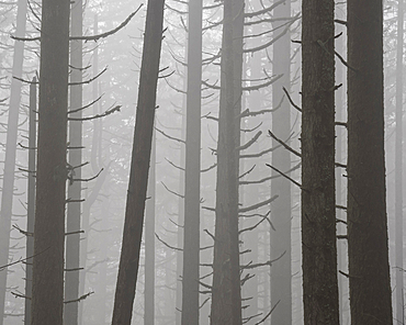 Trees and fog; Ridgeline Trail, Hult City Park, Eugene, Oregon. On1 10 Snappy Warm