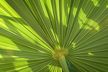 Fan Palm; Grand Residences Riviera Cancun, Puerto Morelos, Riviera Maya, Mexico.