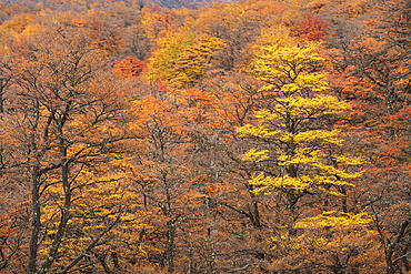 Lenga trees in autumn color along the Laguna Torre Trail in Parque Nacional Los Glaciares, Patagonia, Argentina.