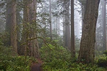 Redwood trees and fog in Lady Bird Johnson Grove, Redwoods National and State Parks, California.