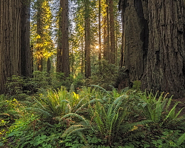 Redwood trees and ferns, Damnation Creek Trail, Del Norte Redwoods State Park, California.