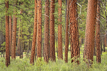 Ponderosa Pine trees in the Metolius River Natural Area, Deschutes National Forest, central Oregon.