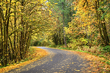 Fall color on the West Cascades Scenic Byway, Willamette National Forest, Oregon.