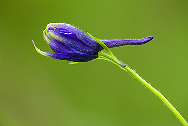 Common or Upland Larkspur flower bud; Willamette Valley, Oregon.