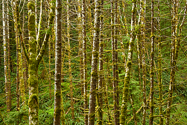 Alders, ferns and firs. Drift Creek Falls Trail, Siuslaw National Forest, Coast Range Mountains, Oregon.