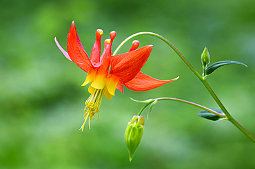 Red Columbine (Aquilegia formosa); Grasshopper Meadow Trail, Willamette National Forest, Cascade Mountains, Oregon.