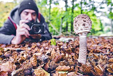 Hiker man with a camera photographing parasol mushroom (Macrolepiota procera) in a beechwood. Urbasa-Andia Natural Park. Navarre, Spain, Europe.