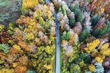 Aerial view of a decidual forest and road in autumn. Close to Irati area. Navarre, Spain, Europe.