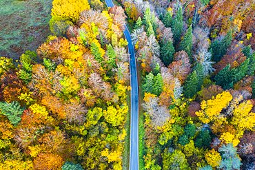 Aerial view of a decidual forest and road in autumn. Close to Irati area. Navarre, Spain, Europe.