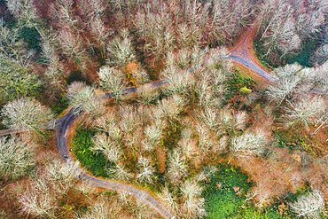 Aerial view of a beechwood in autumn. Leurtza reservoir area. Navarre, Spain, Europe.