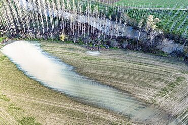 Aerial view of a farmland flooded close to a poplar grove. Murieta, Navarre, Spain, Europe.