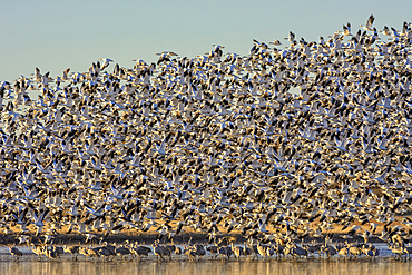 Snow Geese taking flight above Sandhill Cranes at Bosque del Apache National Wildlife Refuge, New Mexico.