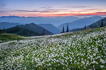 Avalanche lilies below Obstruction Point Road on Hurricane Ridge in Olympic National Park, Washington.