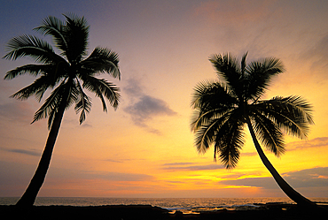 Coconut palm trees at sunset; Pu'uhonua O Honaunau National Historical Park, South Kona, Island of Hawaii.