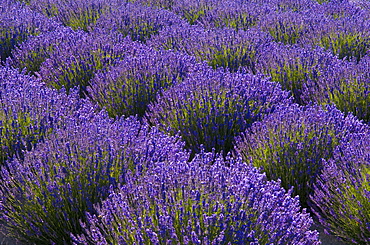 Lavender fields at Jardin du Soleil, Sequim, Washington.