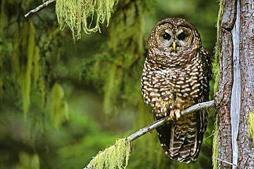 Northern Spotted Owl in old-growth forest; Willamette National Forest, Cascade Mountains, Oregon, USA.