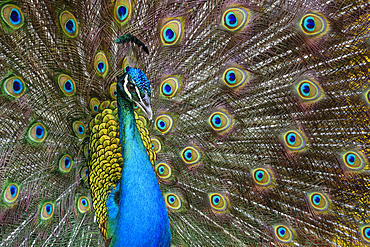 Peacock displaying tail feathers at Velas Vallarta Hotel, Puerto Vallarta, Jalisco, Mexico.