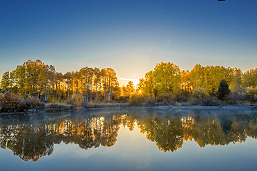 Aspen trees with fall color near Dillon Falls on the Deschutes River, central Oregon.