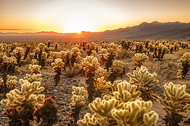 Cholla Cactus Garden at sunrise; Joshua Tree National Park, California.