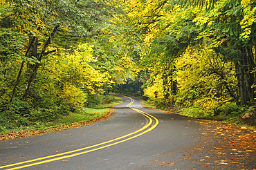 Siuslaw River Road in autumn, Coast Range Mountains, Lane County, Oregon.