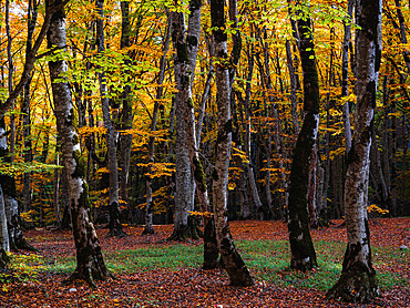 Sabaduri Forest, Tbilisi, Georgia (Sakartvelo), Central Asia, Asia