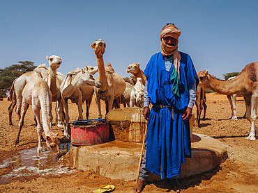 A worker with his dromedaries, taking water out of a well in a village between Nouakchott and Tidjikdja, Mauritania, Sahara, West Africa, Africa