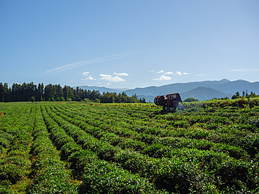 Anaseuli tea plantations near Ozurgeti, Guria, Georgia (Sakartvelo), Central Asia, Asia